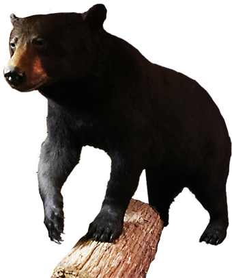 Black Bear - American Black Bear (340x406), Png Download