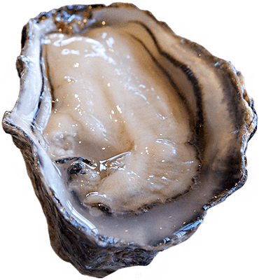 Pacific - Crassostrea Gigas Png (370x400), Png Download