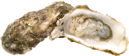 Clams Oysters - Shellfish Png (510x300), Png Download
