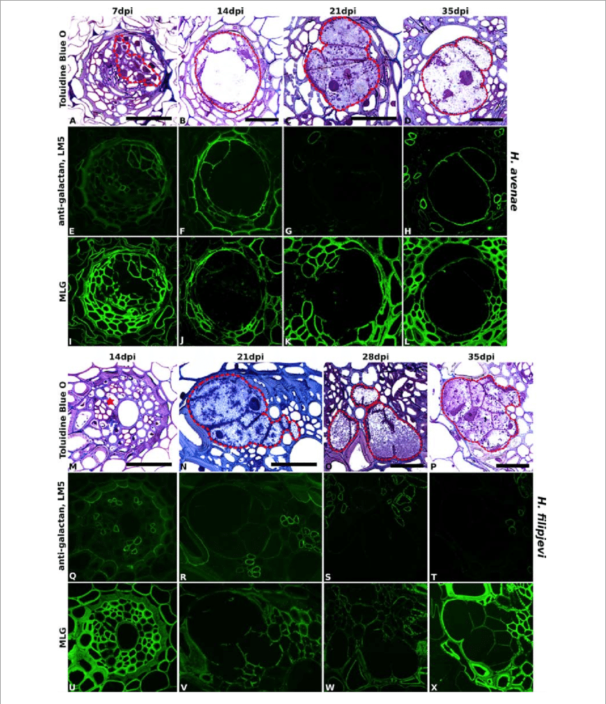Immuno-fluorescence Imaging Of Galactan And Mlg In - Roots.cv (850x987), Png Download