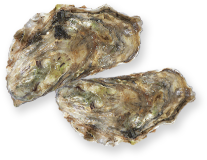 Oyster - Seafood (720x430), Png Download