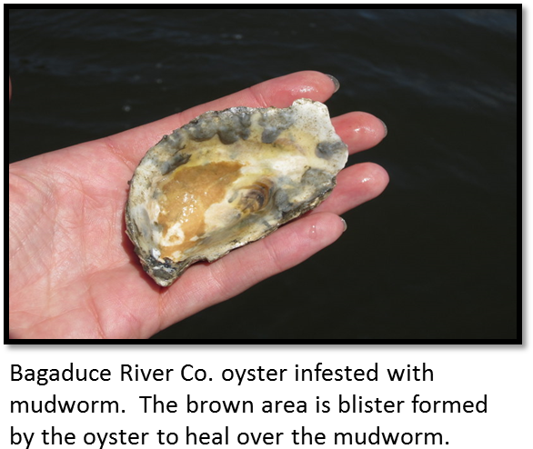 Sare Grant Fne09-663 Bagaduce River Co - Oyster Mud Worms (595x514), Png Download