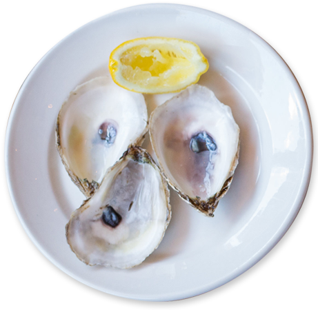 Fresh Oysters Daily - Tiostrea Chilensis (470x450), Png Download