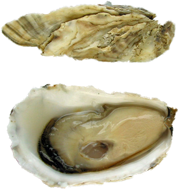 Capital Oysters - Tiostrea Chilensis (456x456), Png Download