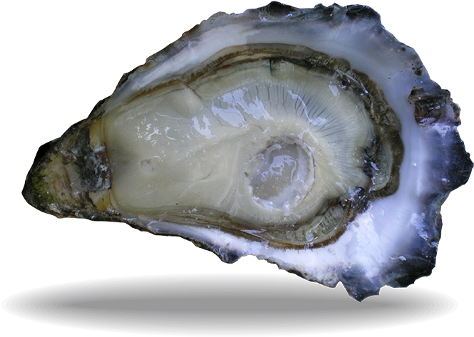 Oyster Lambert Special - Marennes, Charente-maritime (750x563), Png Download