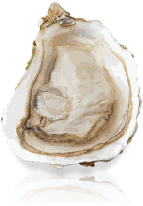 Marnostra Tradition - Tiostrea Chilensis (374x428), Png Download