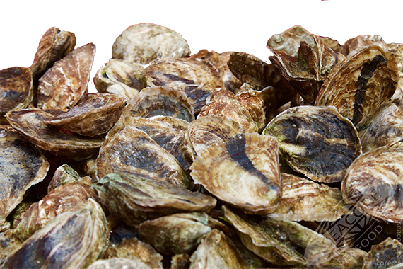 Hummock Island Oysters Crassostrea Virginica - Hummock Island Oysters (570x380), Png Download