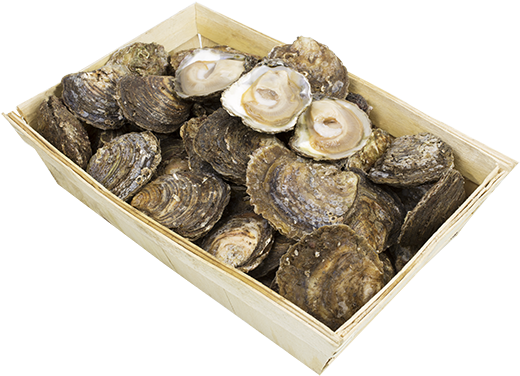 Click Here For Official Seachoice Assessment Information - Tiostrea Chilensis (575x419), Png Download