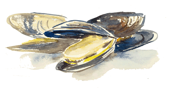 Best Fresh Oysters Seafood - Illustration (575x305), Png Download