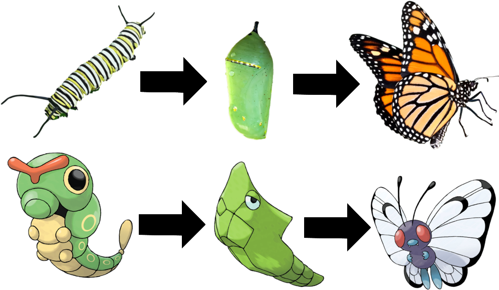 One Of The Biggest Difference Between Metamorphosis - Monarch Butterfly Ornament (oval) (1000x631), Png Download