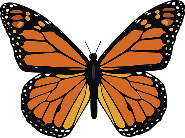 Bleed Area May Not Be Visible - Monarch Butterfly (600x447), Png Download