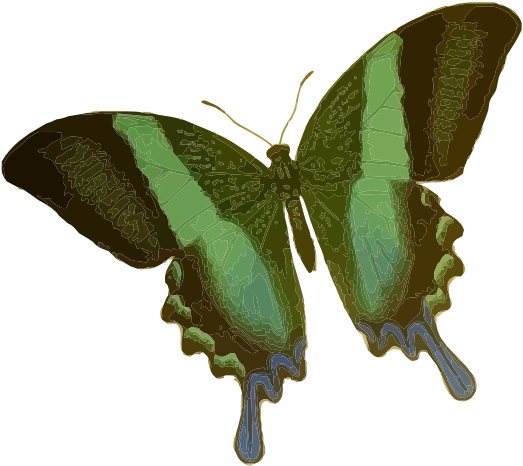 Papilio Blumei Butterfly Insect Borboleta Inseto Mariposa - Green Butterfly Shower Curtain (555x785), Png Download