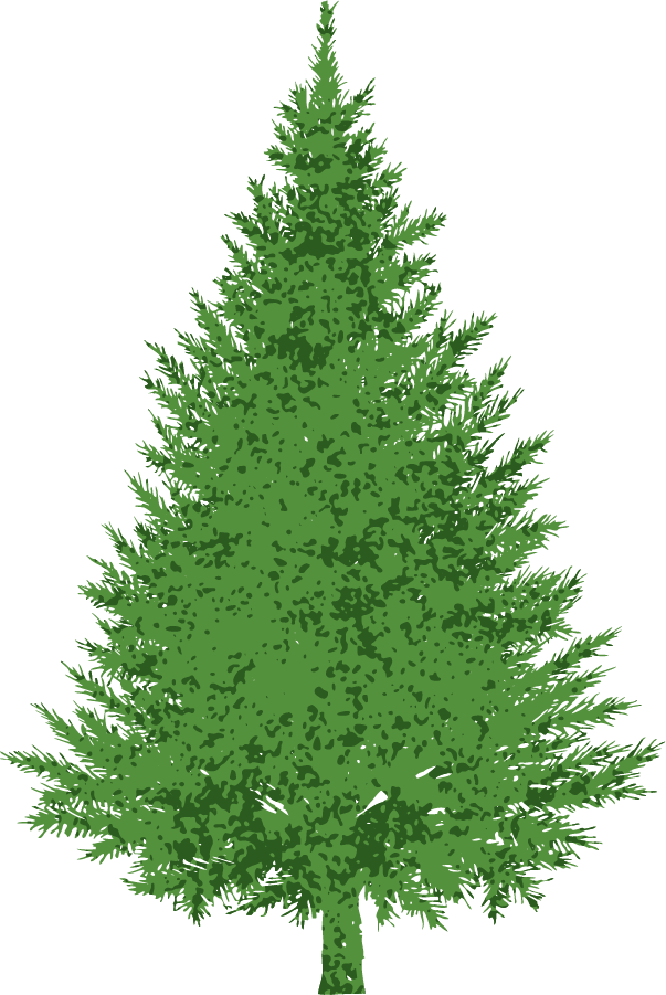 28 Collection Of Evergreen Tree Clipart Images - Pino Del Caucaso (603x901), Png Download
