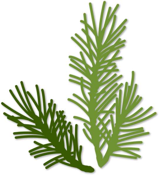 Evergreen Sprigs - Portable Network Graphics (546x600), Png Download