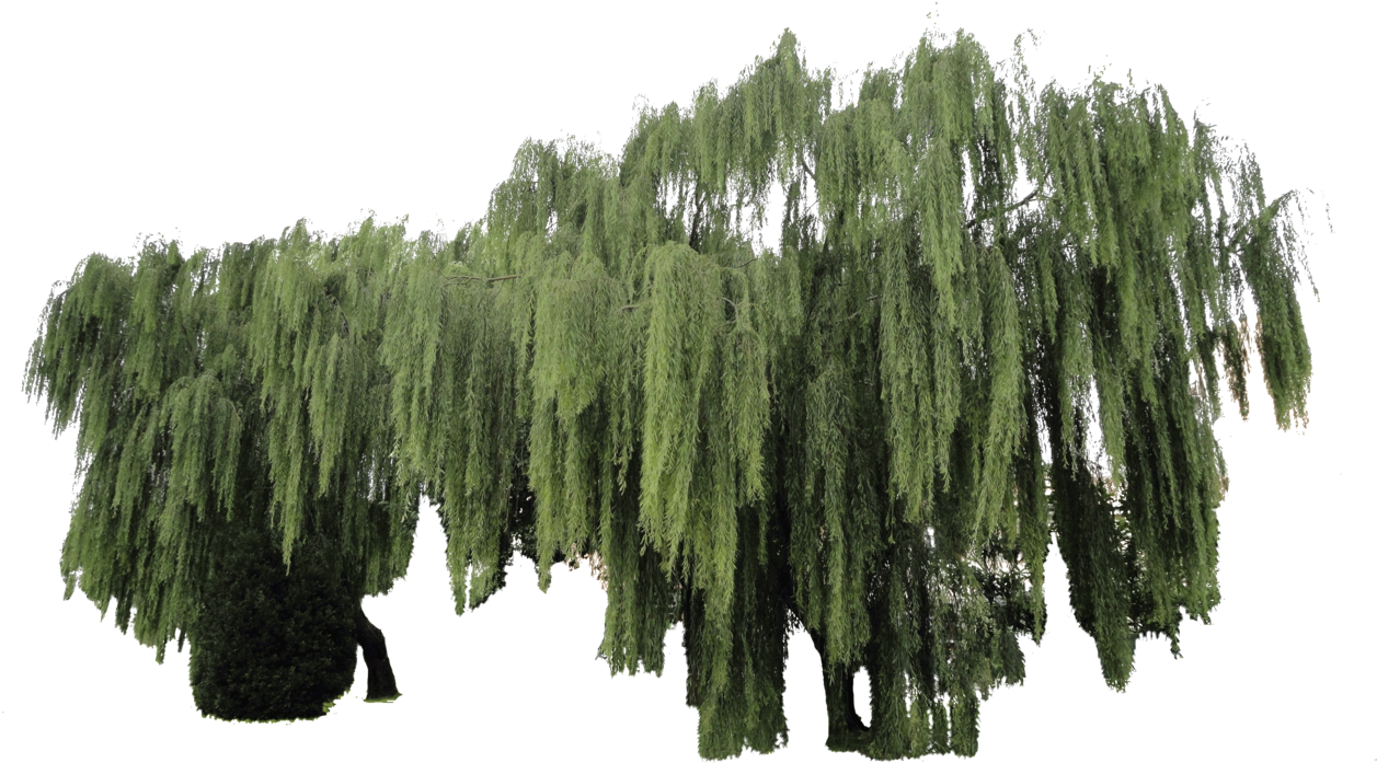 Weeping Willow Plant Cut-out By Simbores - Weeping Willow Png (1280x960), Png Download