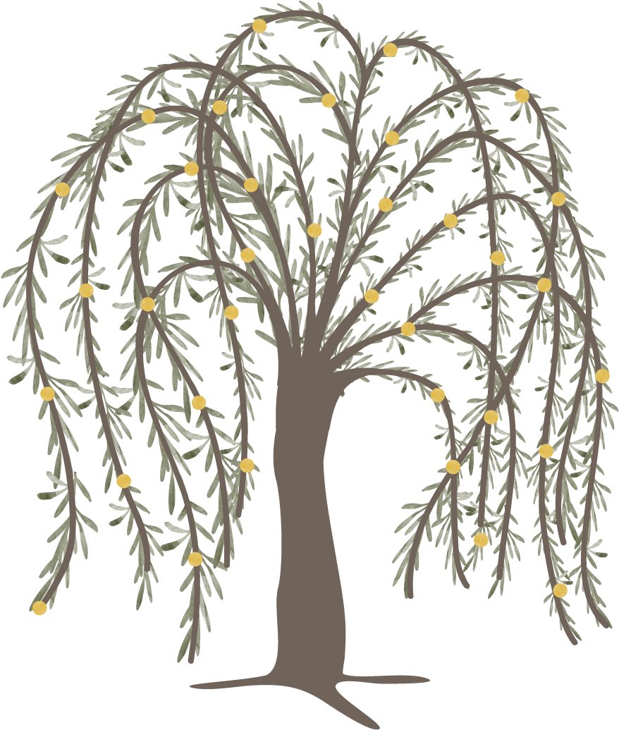 Willow Png (896x1071), Png Download