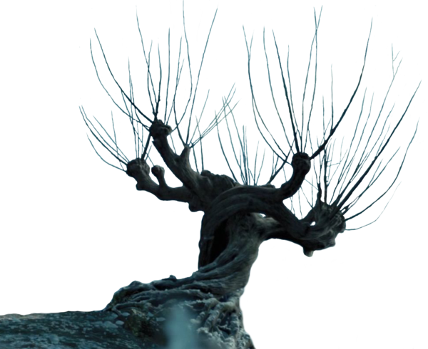 Can Make A Prop That Looks Like It From The Movie - Harry Potter Whomping Willow Png (600x490), Png Download