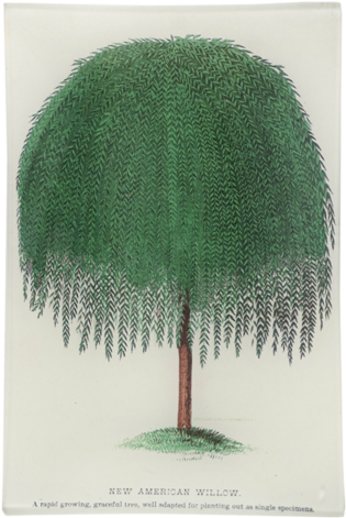 New American Willow - Red Pine (500x500), Png Download