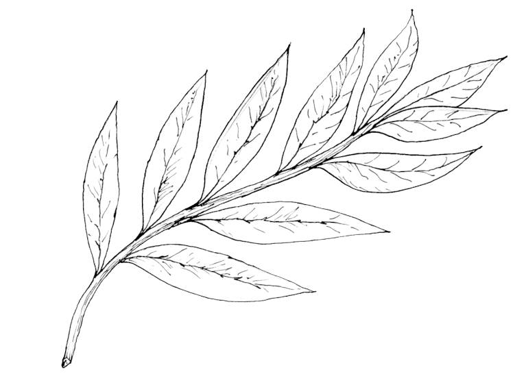 Willow - Portable Network Graphics (1000x563), Png Download
