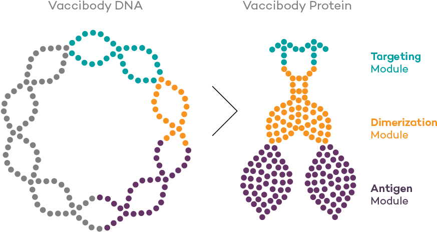 The Technology Platform Is Versatile And The Vaccines - Zoom Video Communications (900x520), Png Download