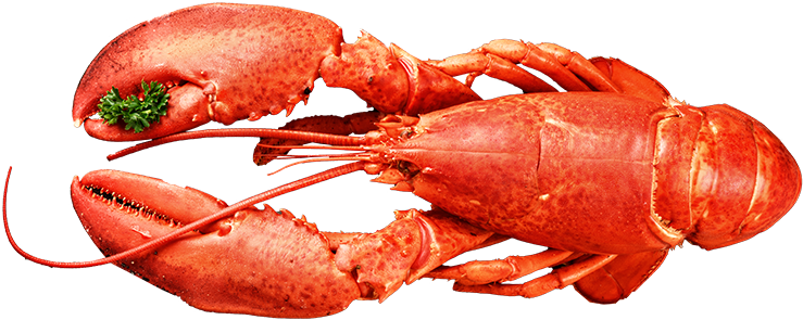 Lobster Top Seafood - Seafood (828x376), Png Download