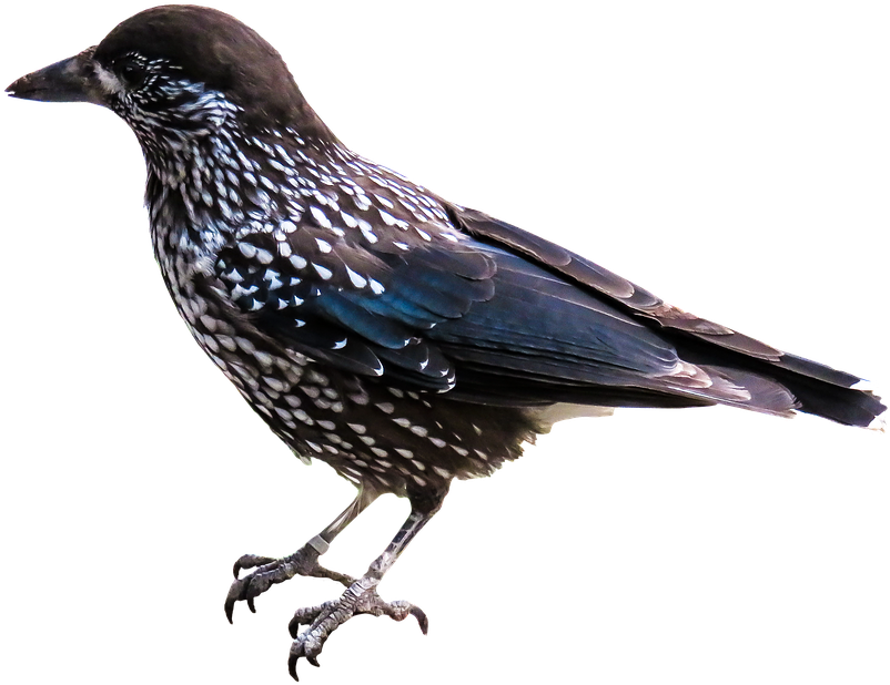 Peel N Stick Poster Of Raven Bird Isolated Nutcracker - European Starling No Background (960x674), Png Download