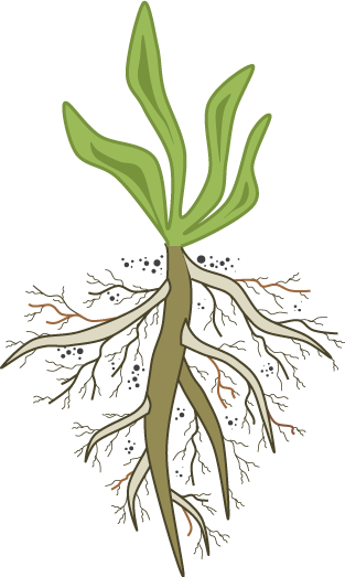 Are You In The Pursuit Of Root - Root Cause Analysis (313x523), Png Download