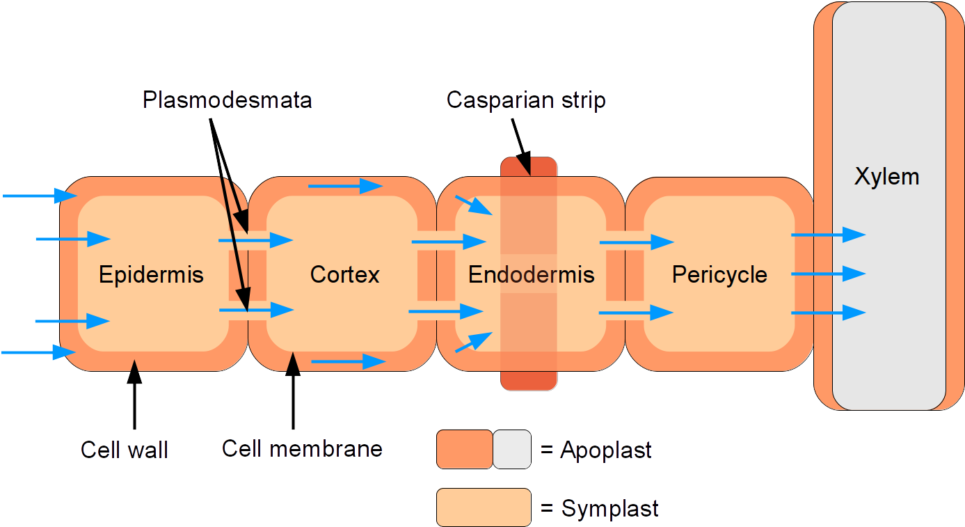 Symplastic And Apoplastic Water Flow Through Root - Casparian Strip 是 什么 (1502x1062), Png Download