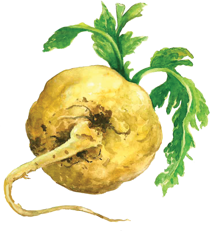 Maca Root - Maca (732x806), Png Download
