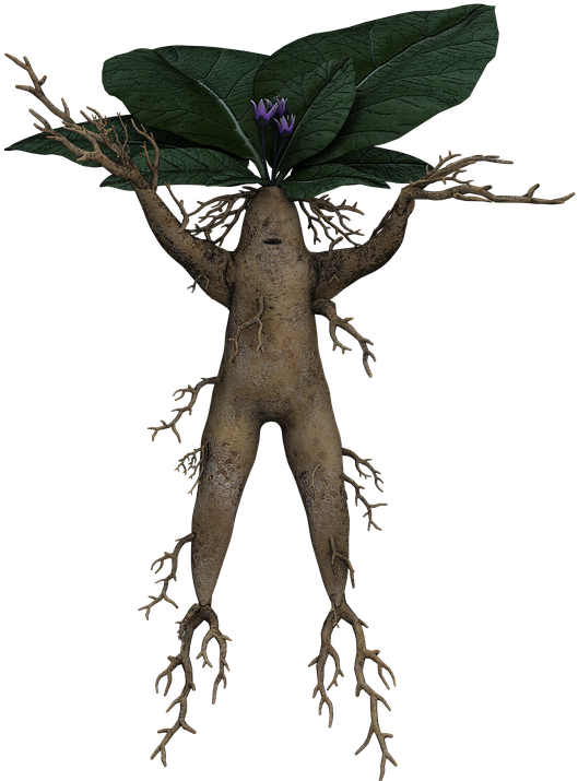 Alraune, Root, Fantasy, Funny, Cheerful, Mystical - Tuber (960x720), Png Download