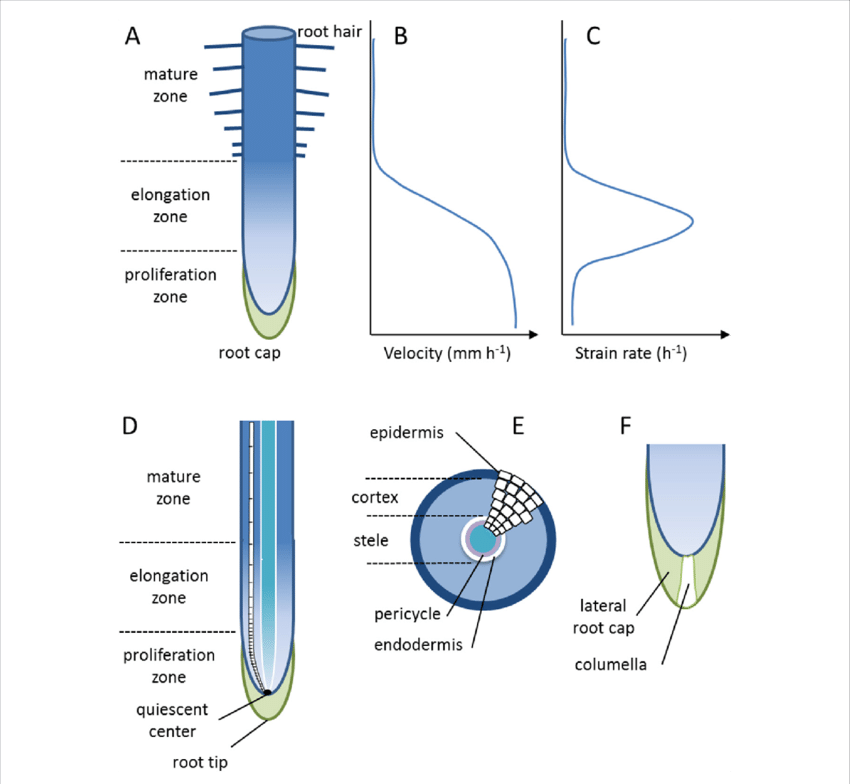 Diagrams Of A Root Apex - Root (850x784), Png Download