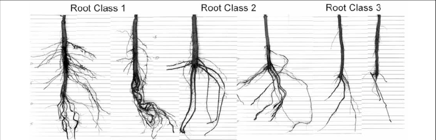 Examples Of Oregon White Oak Seedlings That Were Classified - Root (850x273), Png Download