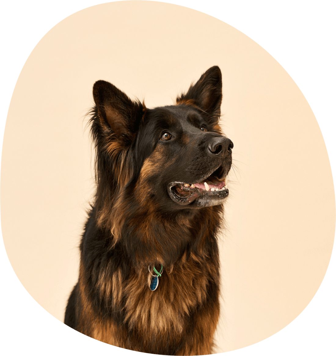 Is The Pet Food Senate Inquiry Right Our Take On It - Old German Shepherd Dog (1100x1166), Png Download