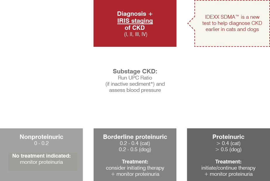 Once An Animal Has Been Diagnosed With Ckd And Staged - Dog Proteinuria Diagnosis Algorithm (923x619), Png Download