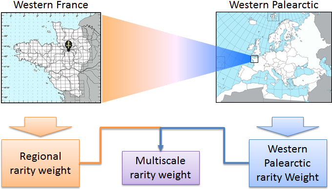 Example Of Calculation Of Multiscale Rarity Weights - Calculation (682x411), Png Download