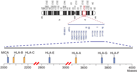 The Mica Gene Spans A 11,720 Bp Stretch Of Dna Was - Chromosome 6p21 3 (576x335), Png Download