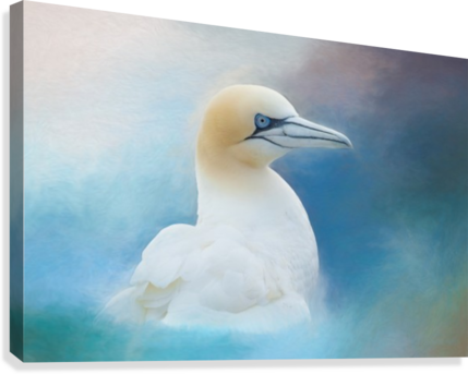 Northern Gannet Ver2 Canvas Print - Northern Gannet (429x343), Png Download