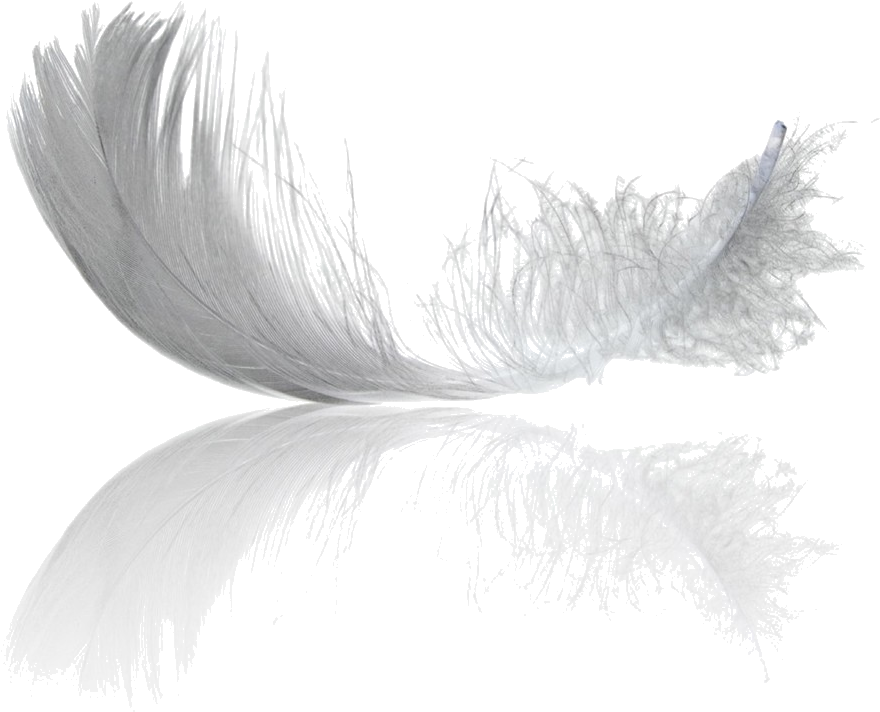 Feathers Pet Hotel - Small Feather (920x805), Png Download