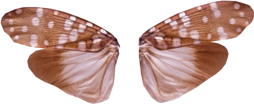 Clipart Free Stock Wings With Transparency Png By Jantiff - Insect Wings Png (1024x427), Png Download