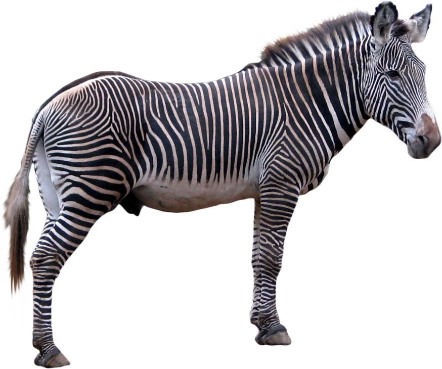 Download Png Image Report - Zebra Png (874x730), Png Download