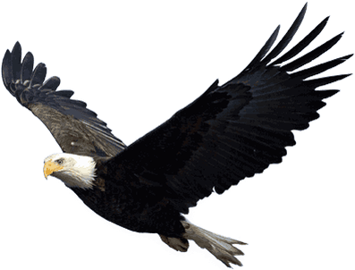 Flying Eagle - Eagles Png (400x400), Png Download