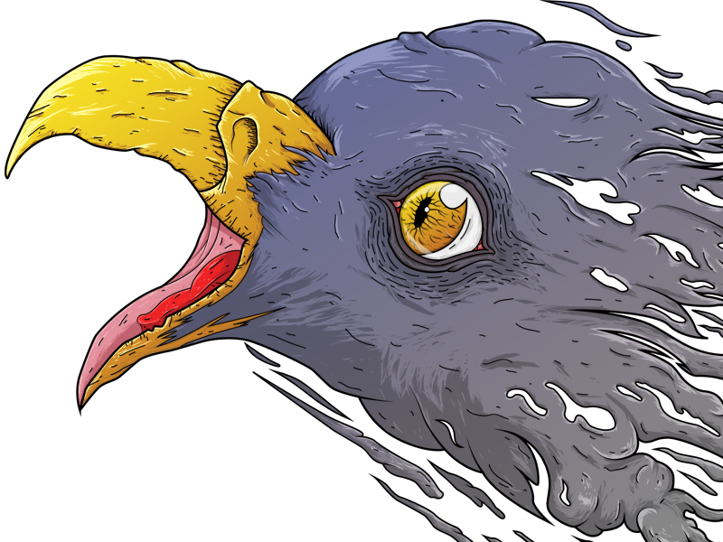 Head Of The Eagle Illustration - Illustration (800x600), Png Download