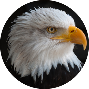 Eaglehead - Png Transparent Eagle Png (350x350), Png Download