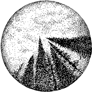 "fir Sky" Pointillism Blackwork Illustration, Tattoo - Library (404x316), Png Download
