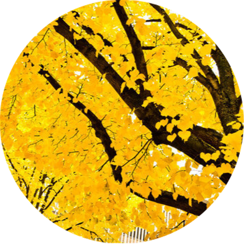 Download Tumblr Yellow Vintage Overlay Collage Treefreetoedit Mustard Colored Leaves Full Size Png Image Pngkit