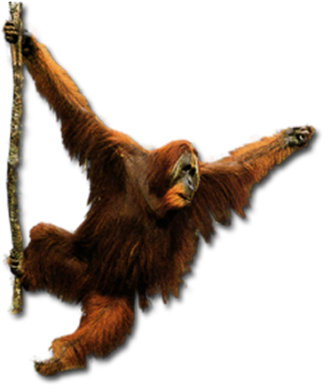 Gorilla - Orangutan Png (428x500), Png Download