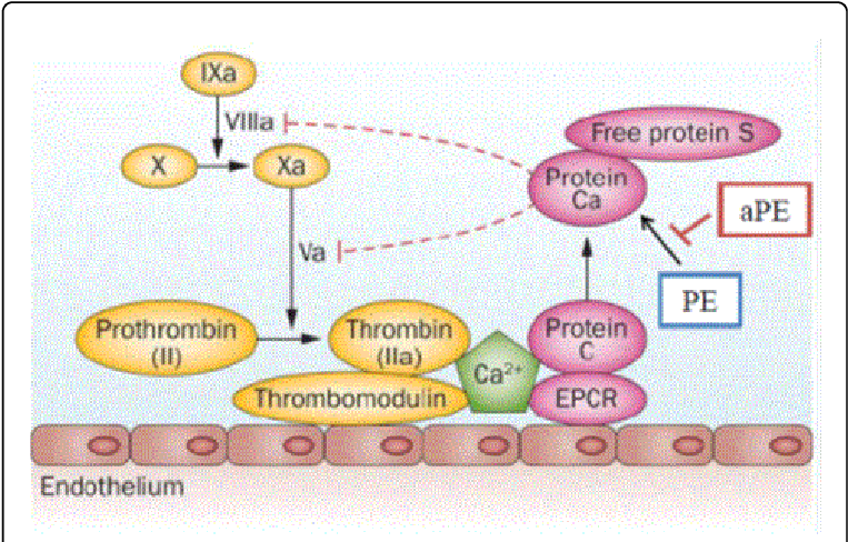 Inhibition Of Apc's Activity - Prothrombin Gene Mutation 20210a (770x491), Png Download