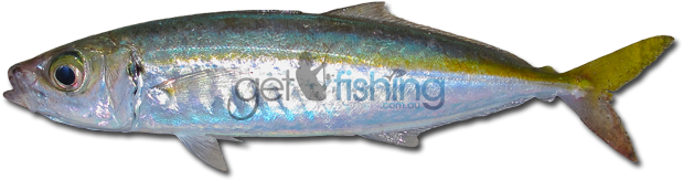 Mackerel Scad - Scad Mackerel (648x350), Png Download