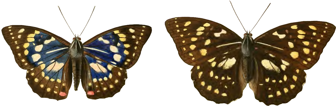 Sasakia Charonda Male And Female - Sasakia Charonda (1495x513), Png Download