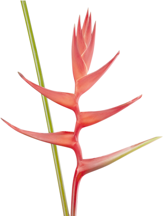 Heliconias Colombianas, Familia Heliconiaceae, Flores - Lobster-claws (570x444), Png Download